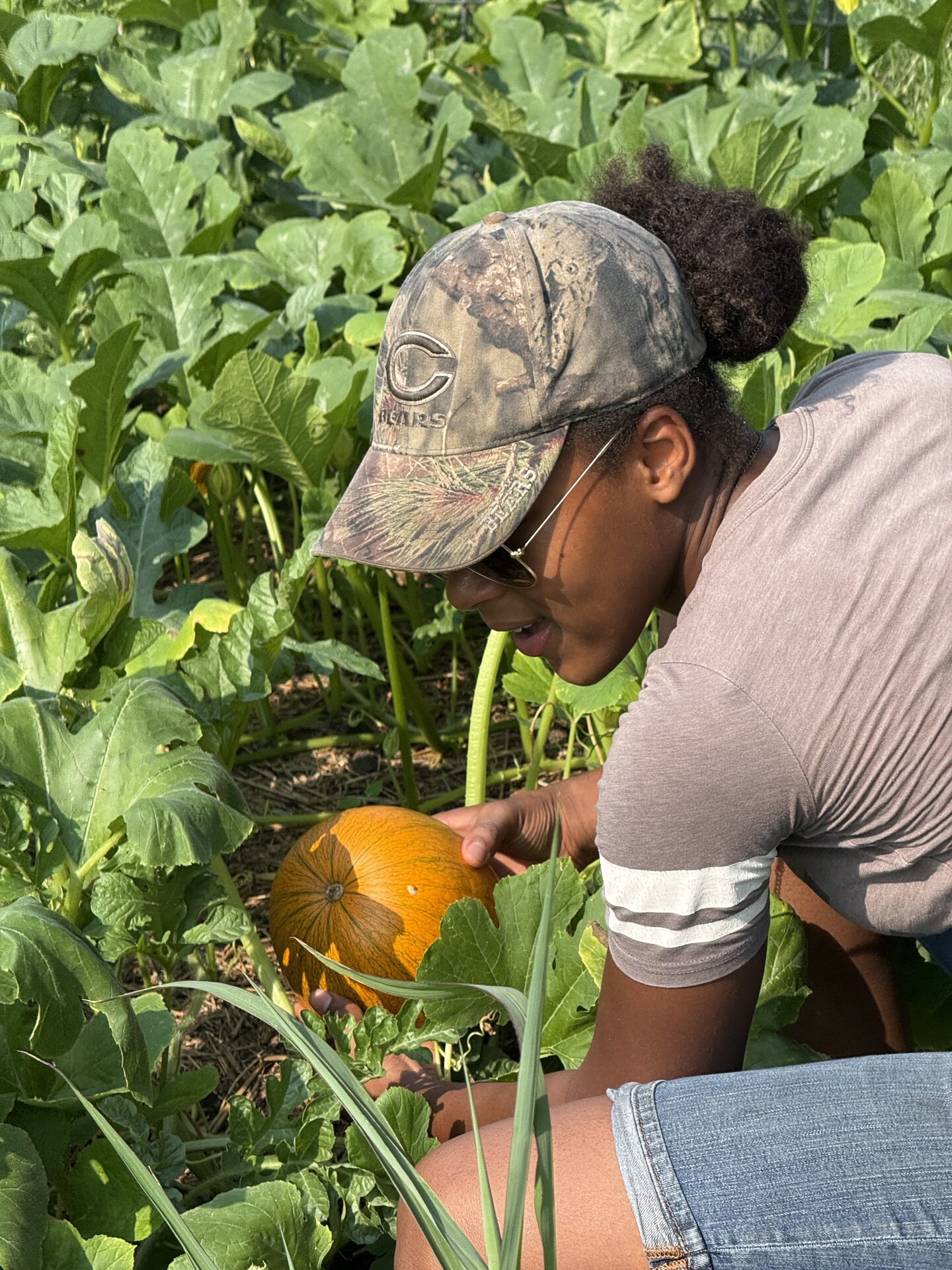 Harvesting pumpkins