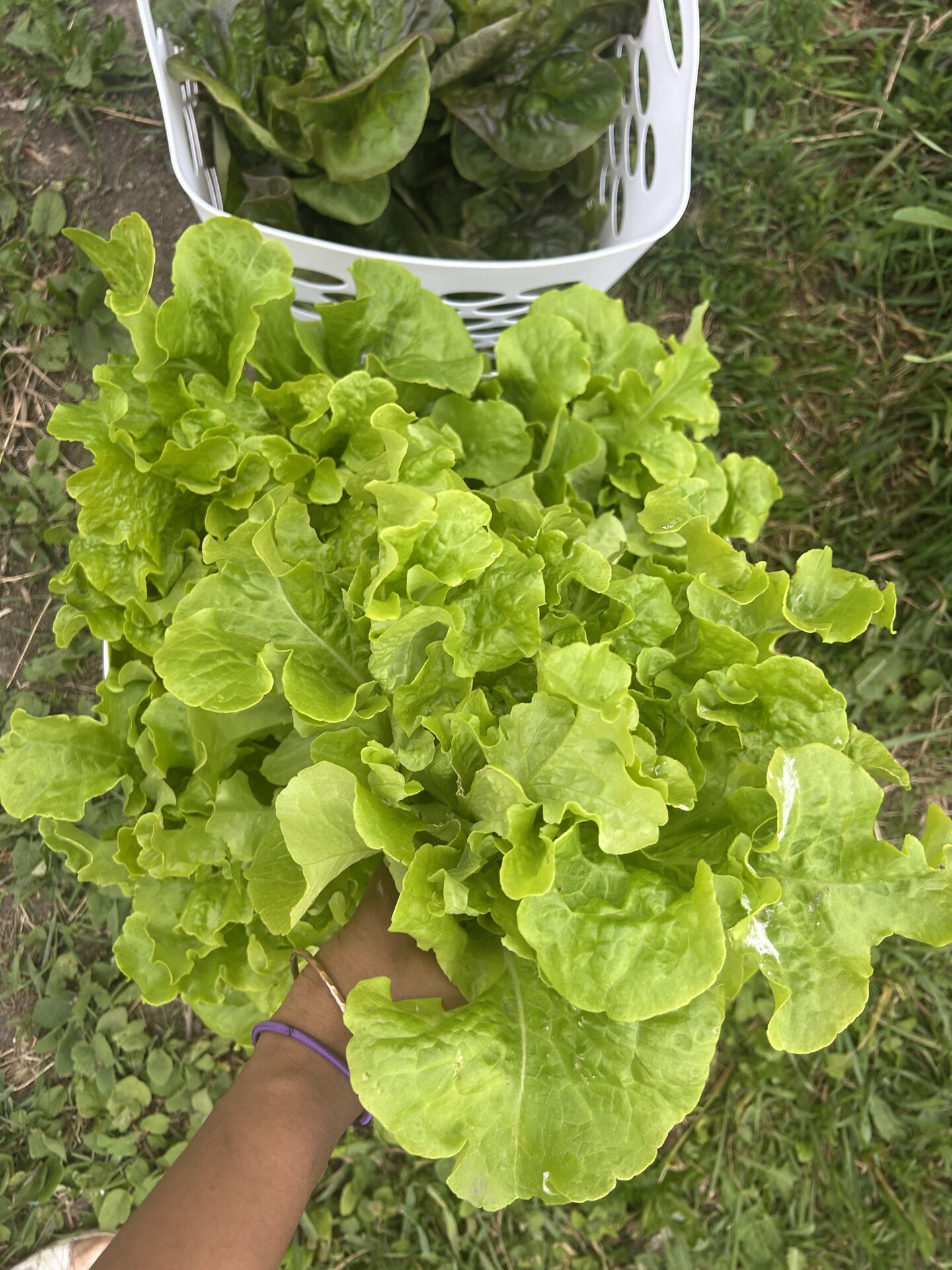 Fresh leafy greens from Obah Gardens