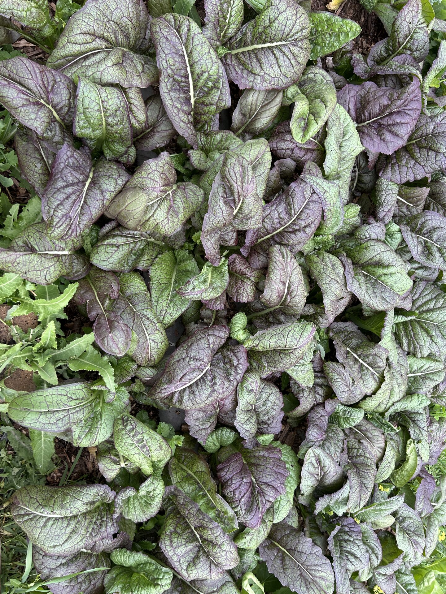 Fresh herbs and greens from Obah Gardens